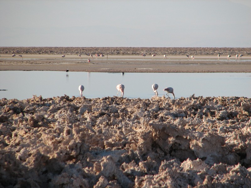 IMG_5451.jpg - The other type of Flamingoes (without the distinctive black band)