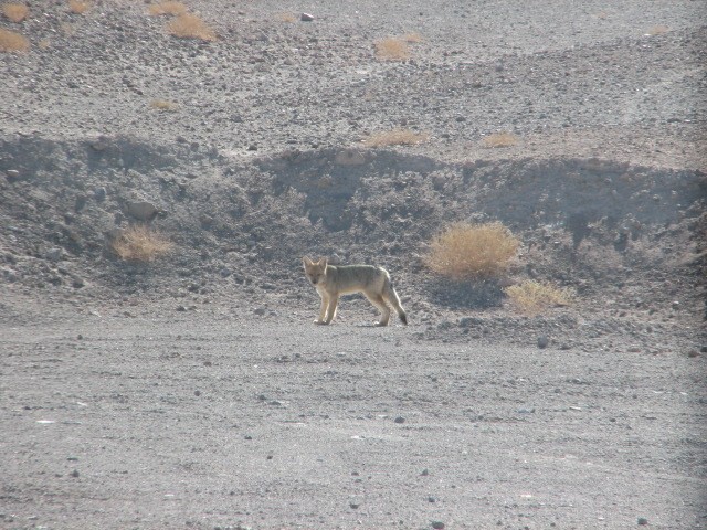 IMG_5459.JPG - Fox.