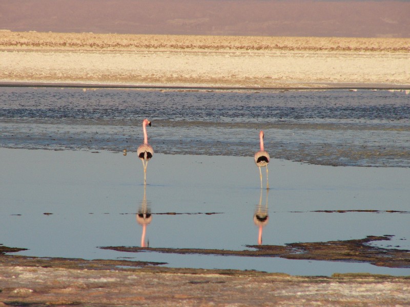 P1080231.JPG - Elegant flamingoes reflected in the still water.