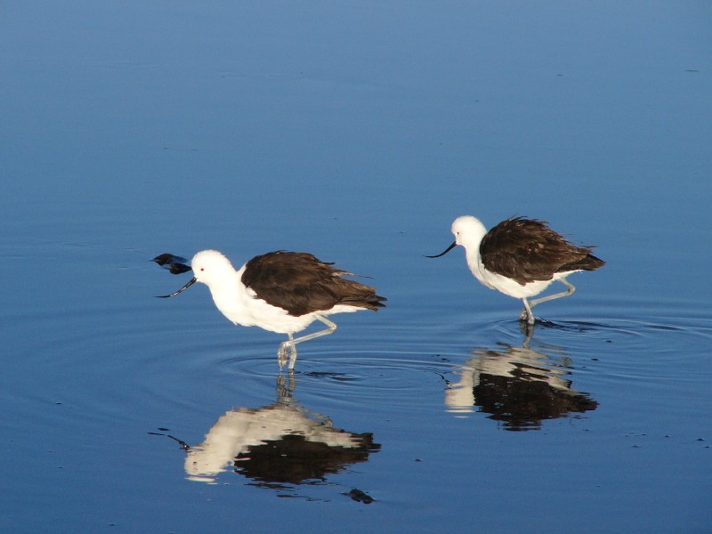 P1080239.JPG - Andean Avocets strutting their stuff.