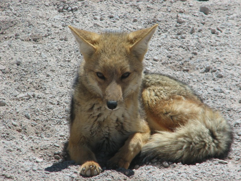 IMG_5535.jpg - Andean Fox.