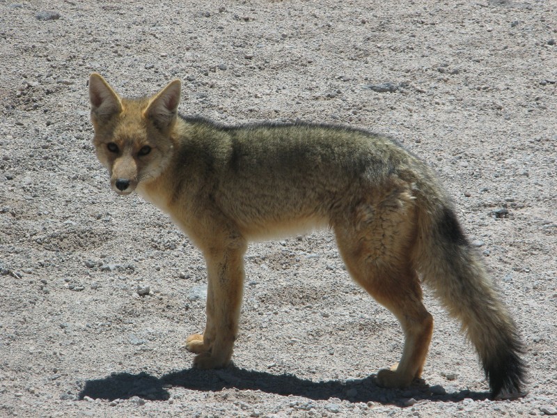 IMG_5537.jpg - Andean Fox.