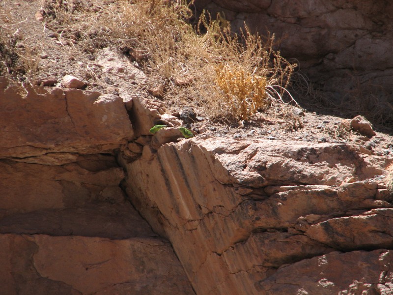 IMG_5543.jpg - A short hike in the altiplano. Green parrots.