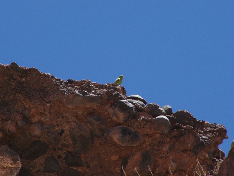 P1080326.JPG - Parrot.