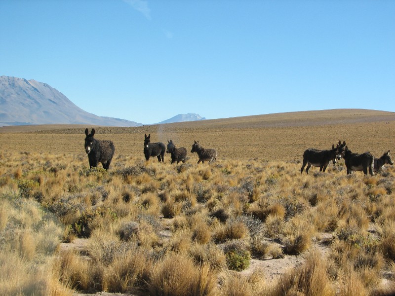 IMG_5629.jpg - Wild donkeys in the altiplano.