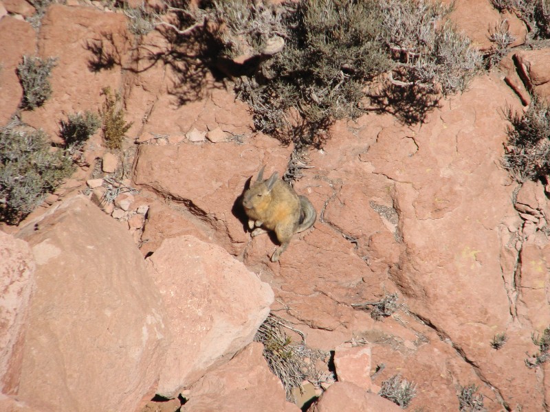 IMG_5635.jpg - Vizcacha.