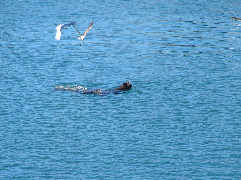 P1080775.JPG - But we had a few distractions like this sea lion being bothered by Andean gulls just by the side of the ferry.