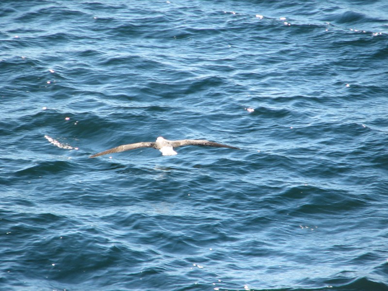 IMG_5971.JPG - Laysan Albatross flying low over the water. A very graceful flyer, the Albatrass has a very clumsy takeoff and landing routine that is quite alarming.