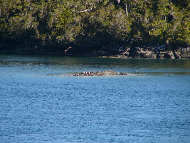 P1080863.JPG - 4:15 pm: Penguins on the island.