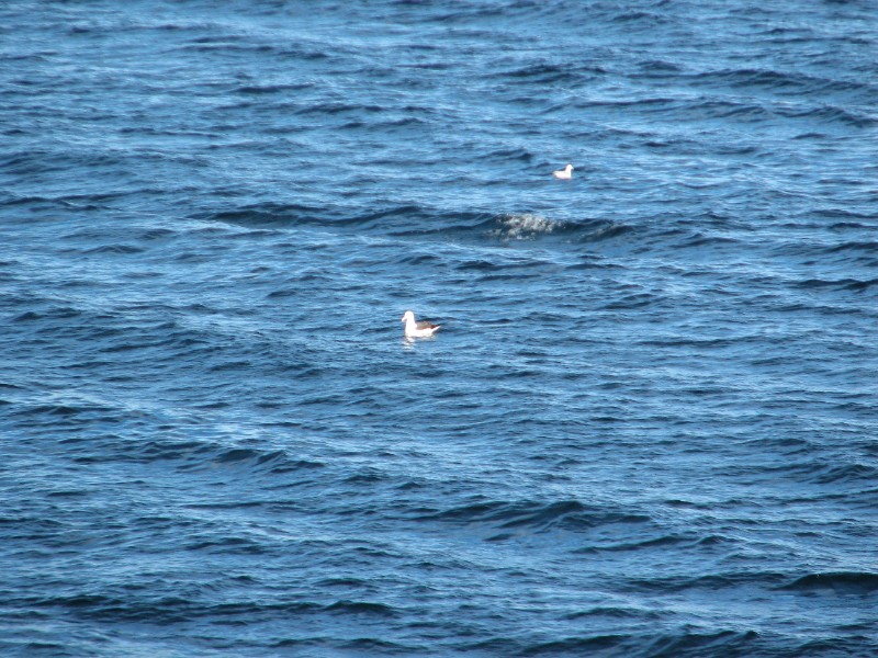 IMG_5983.JPG - Day 3: 8 am: Laysan Albatrosses
