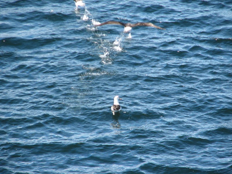 IMG_5996.JPG - Day 3: 10:45 am: The Albatross' clumsy water landing does not impress the other Albatross. It is quite an amazing hopping routine. Maybe they are all beginners.