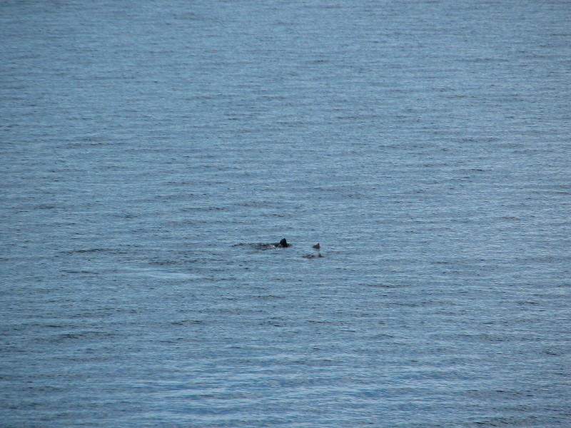 IMG_5998.JPG - Day 3: 10:55 am: Sea lions