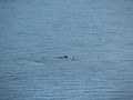 IMG_5998