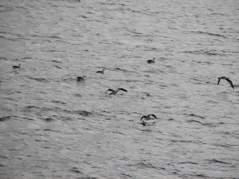 IMG_6049.JPG - Laysan Albatrosses.