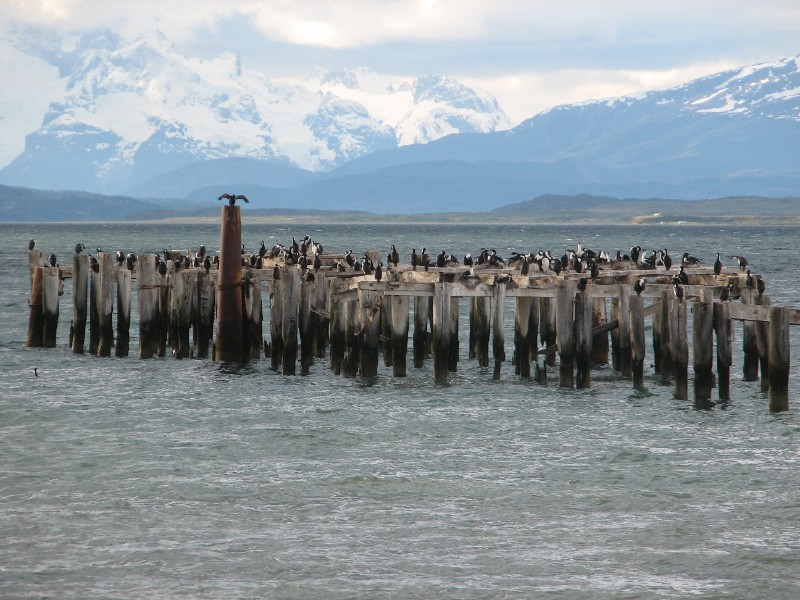 IMG_6383.JPG - Cormorants on the Last Hope Inlet
