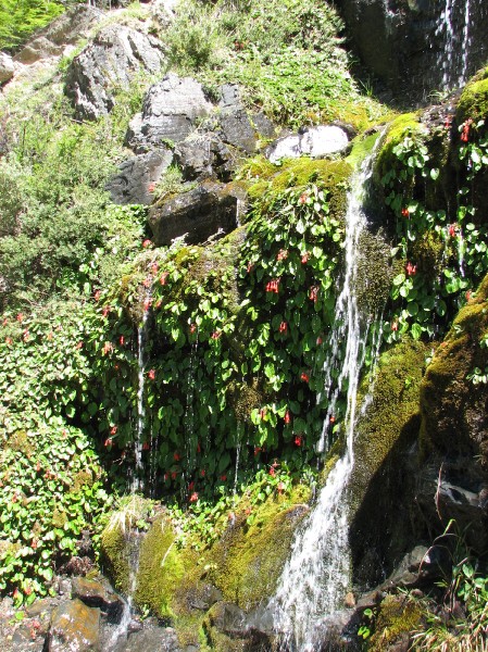 IMG_6126.JPG - Day 1: Afternoon hike: Water trickle over foliage