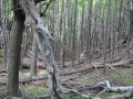 IMG_6168