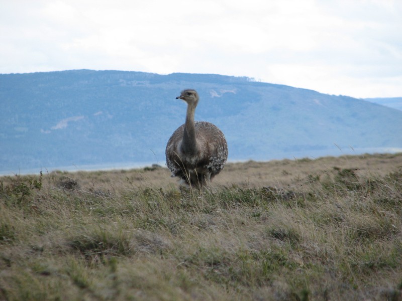 IMG_6407.JPG - Darwin's Rhea (Ñandú)