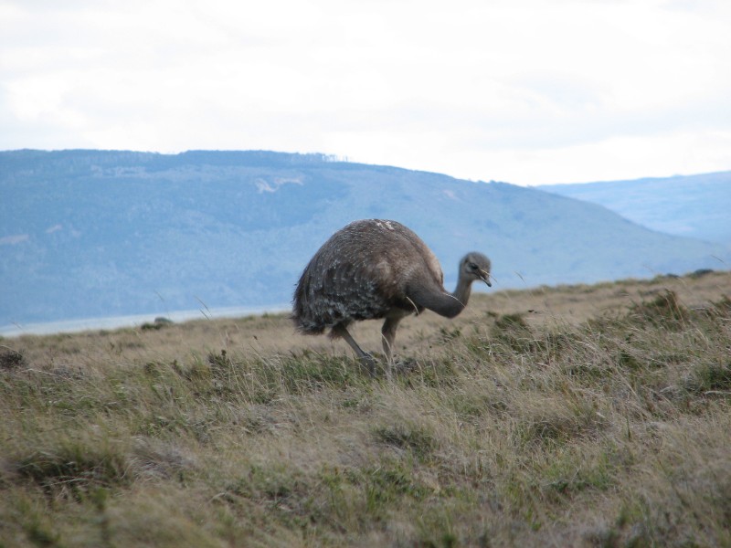IMG_6408.JPG - Darwin's Rhea (Ñandú)