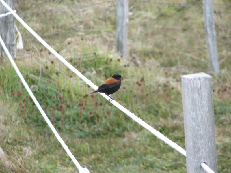 IMG_6415.JPG - Austral Negrito