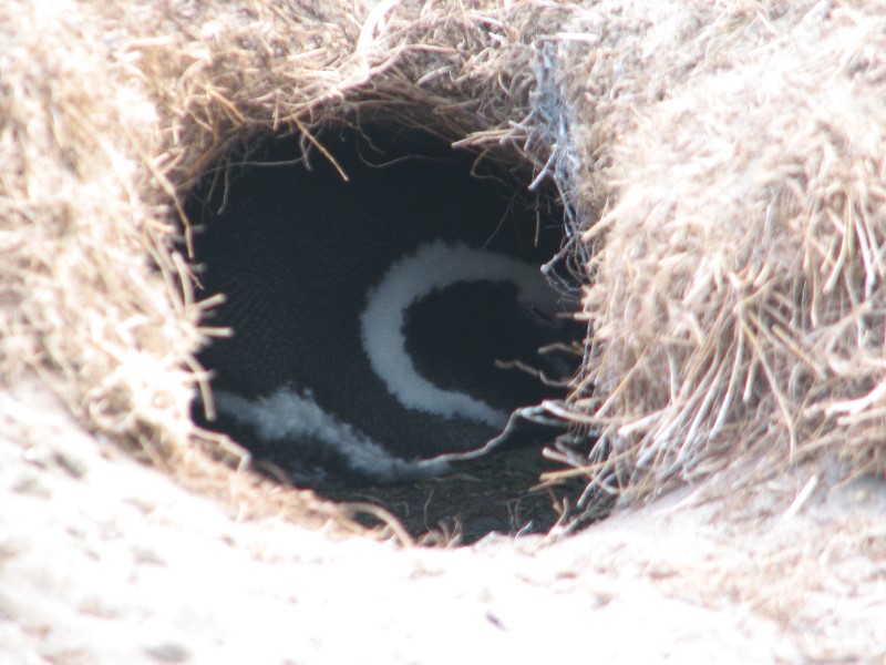 IMG_6428.JPG - Penguin chick inside nest. The penguins nest in caves that they dig themselves. The normal clutch is of two eggs. Penguins live 25-30 years and always come back to the place they were born for the mating season.