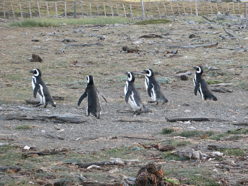 IMG_6441.JPG - Penguins returning from the sea. Couples are always the same and they come back to the colony only for the mating season.