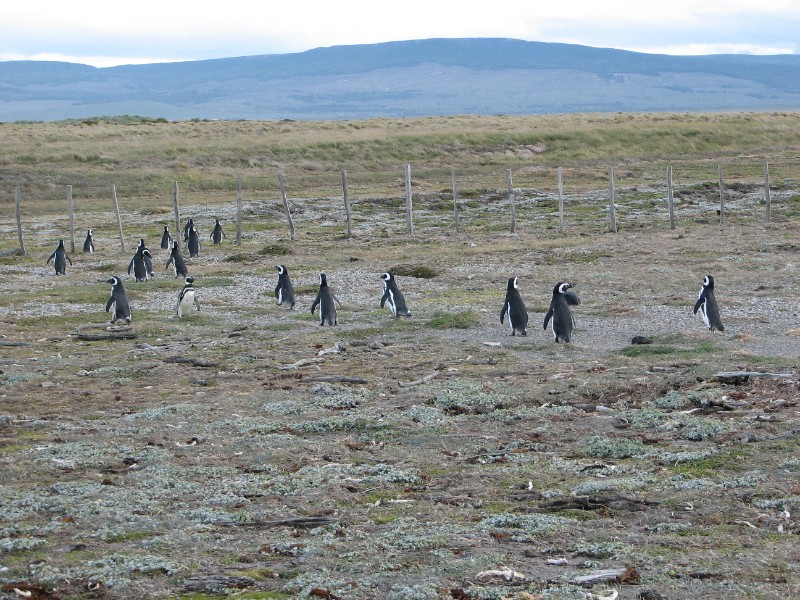 IMG_6446.JPG - Penguins returning to their nests