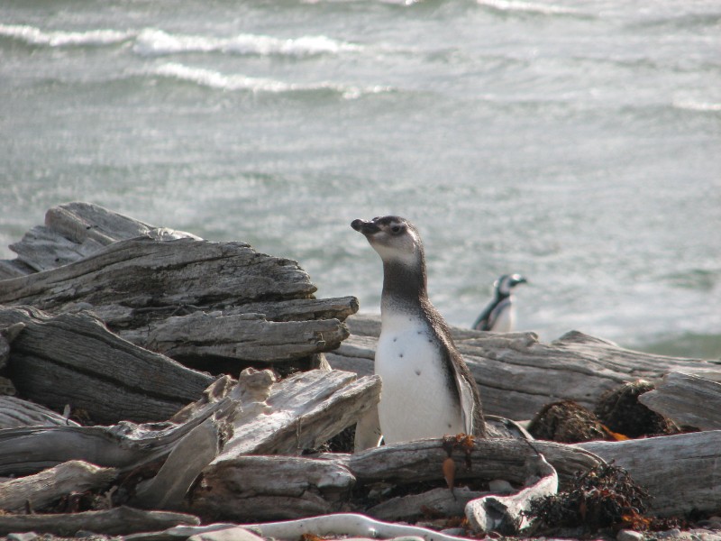 IMG_6449.JPG - Juvenile Penguin