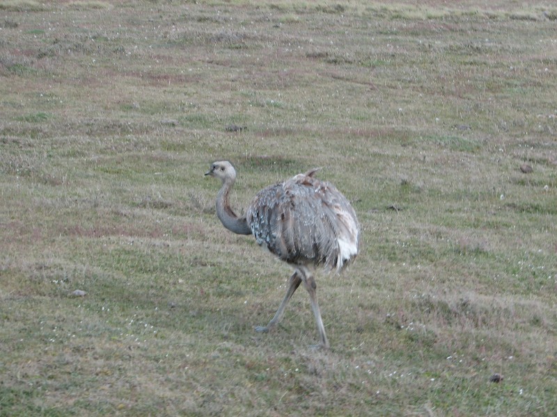 IMG_6462.JPG - Darwin's Rhea