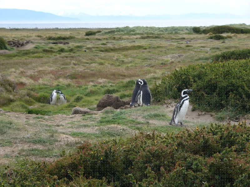 P1090314.JPG - Penguins socializing. The colony arrives around September, nests in October with a 40 days incubation period- and the eggs hatch in November; the young become independent in January-February and begin to swim. They start leaving and move to the coast of Brazil and the Atlantic Islands in March-April.
