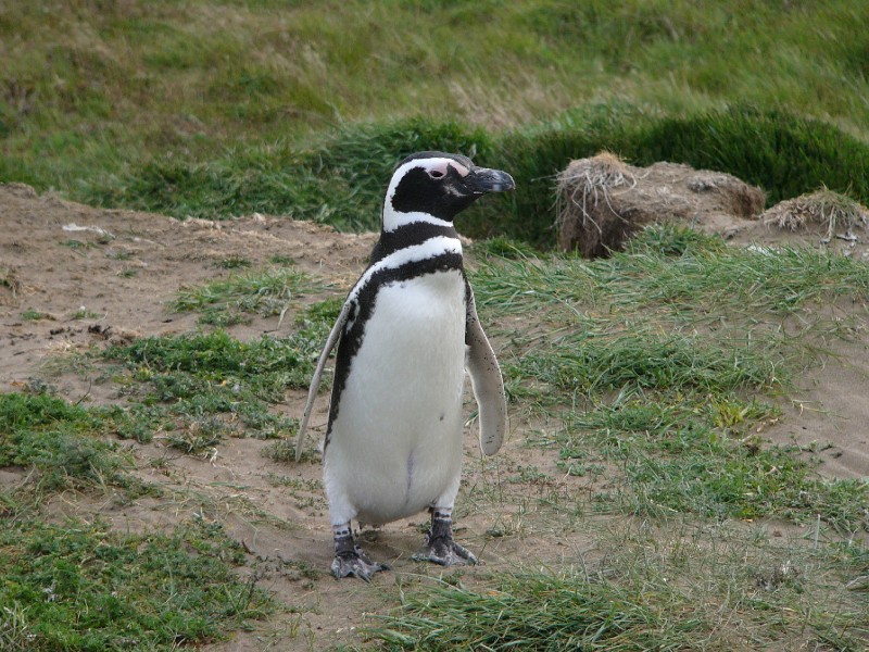 P1090316.JPG - Magellanic penguin. It has a black beak with a gray line around, a  white circular line that begins on its forehead and comes down to its throat. Its head, collar and upper limbs are black.