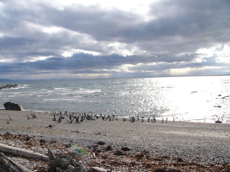 P1090325.JPG - Penguins at the beach (Pacific Ocean)